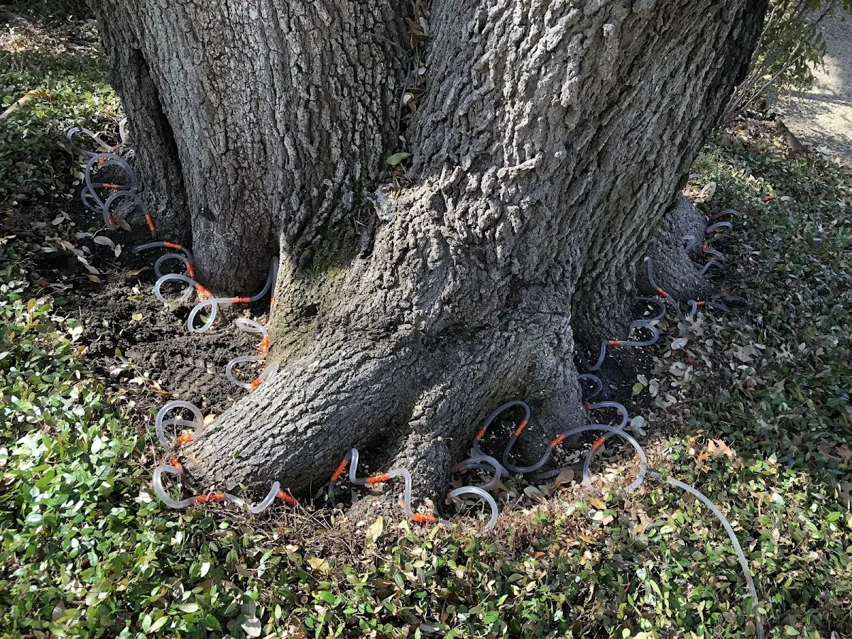 Detailed Tree Cabling and Bracing job site in Cleverdale