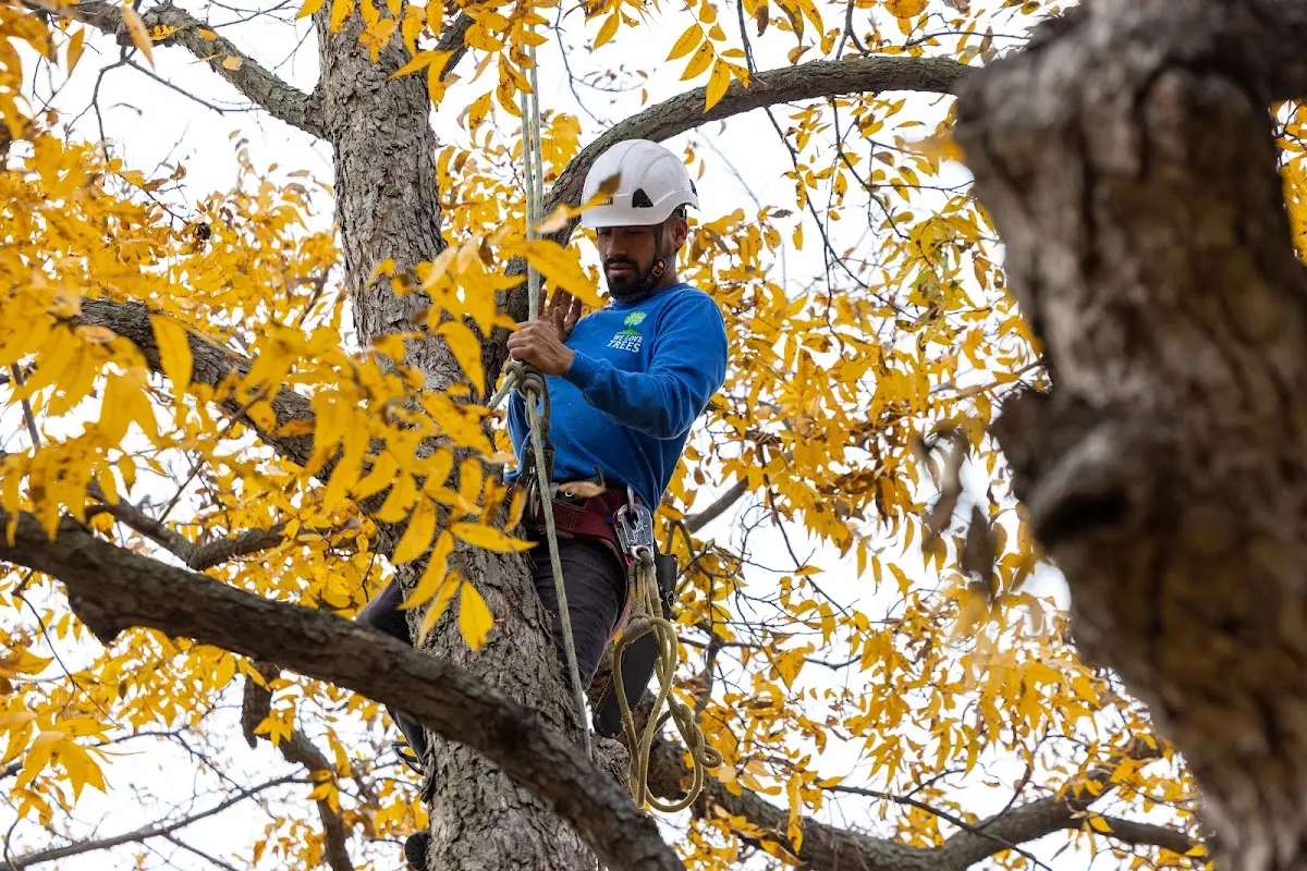 Skilled Tree Trimming crew working in Cleverdale