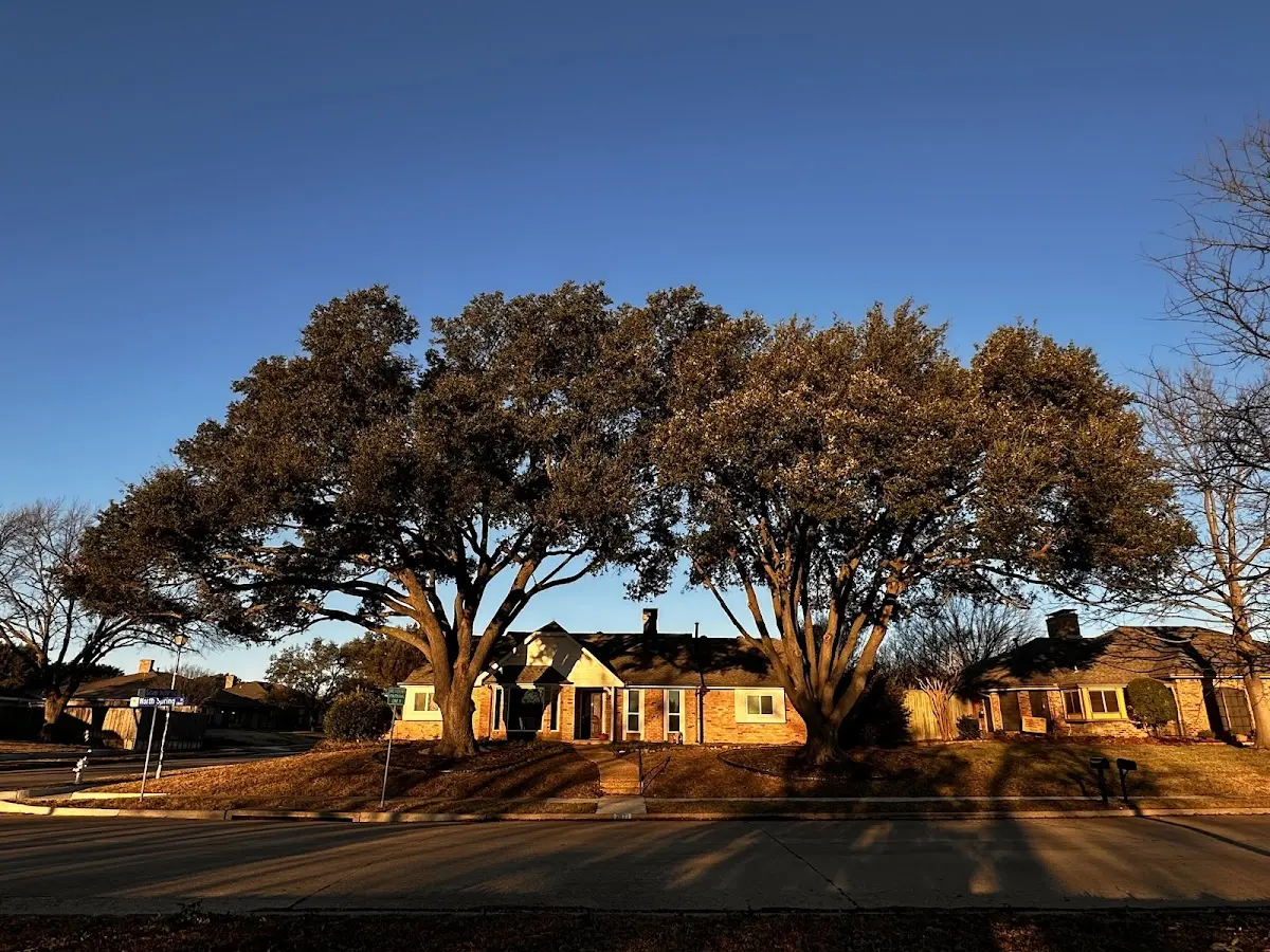 Established residential canopy tree shading a home in Cleverdale